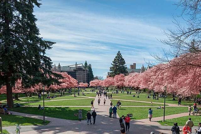 Pink cherry tree blossoms blooming on the universi 2021 09 13 14 59 10 utc