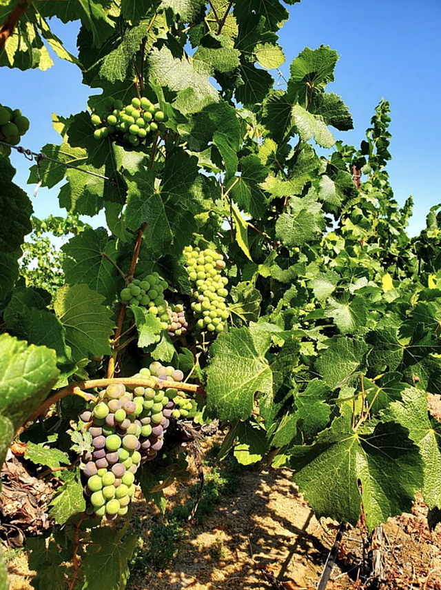 Screen Shot 2021 04 08 at 1 20 49 PM