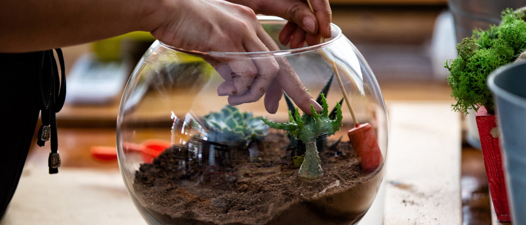 Terrarium