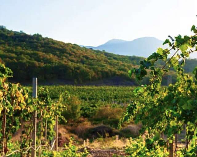 Screen Shot 2021 04 08 at 1 17 03 PM